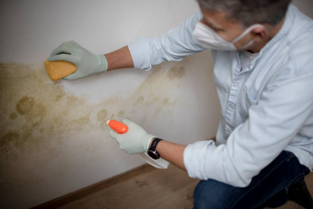 Best Bathroom Mold Remediation in Reedley, CA